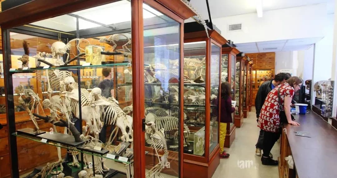 Alfred Denny Museum boasts an eclectic collection of biological and zoological specimens