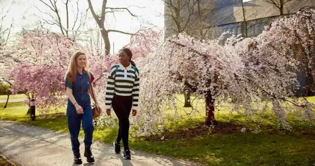 Cherry Tree Walk serene pathway and usually bloom in the spring, creating a scenic and peaceful environment