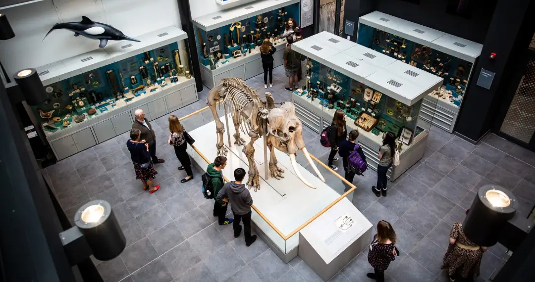The Cole Museum of Zoology is part of the School of Biological Sciences and remarkable collection zoological specimens