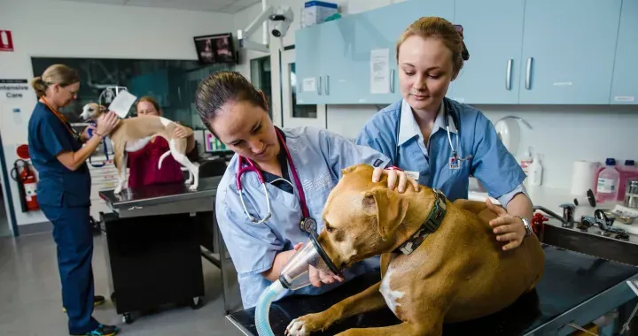 JCU is a leader in Veterinary Science, hands-on teaching as well as clinical and professional placements