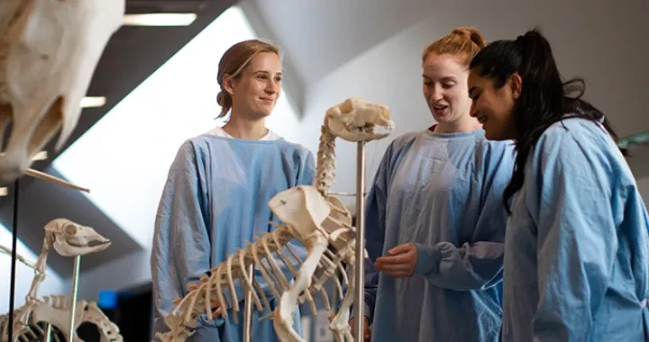 Anatomy collections and models at the School of Animal & Veterinary Sciences